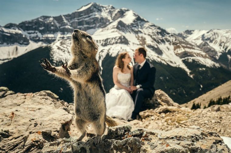 ПОТРЕС! Тези животни провалиха сватбените снимки на тези 11 сватбари.. 2