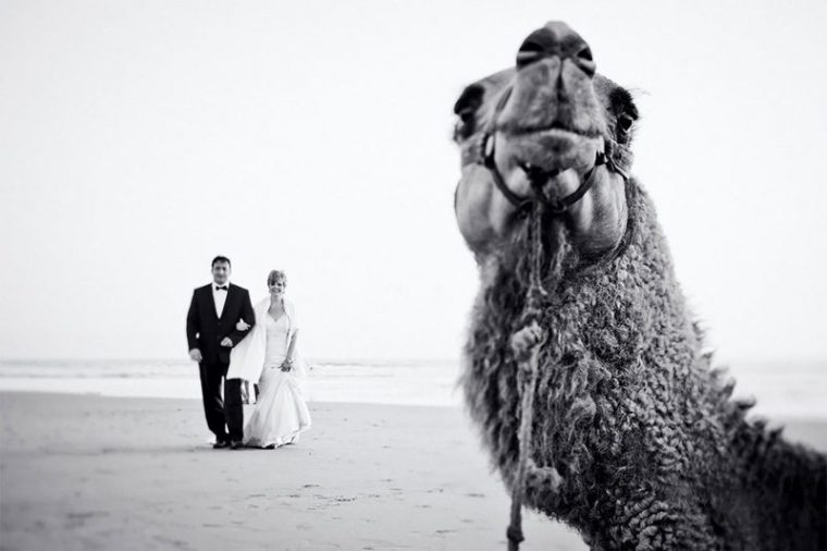ПОТРЕС! Тези животни провалиха сватбените снимки на тези 11 сватбари.. 3