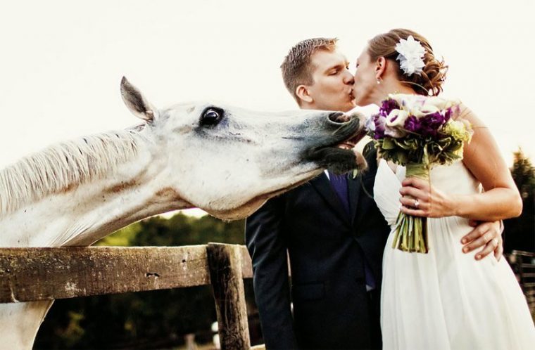 ПОТРЕС! Тези животни провалиха сватбените снимки на тези 11 сватбари.. 12