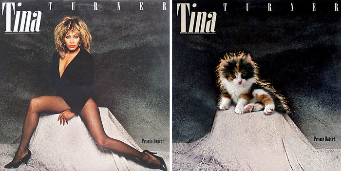 Дизайнери превърнаха тези котки във фотомодели.. Скандални прилики! 4