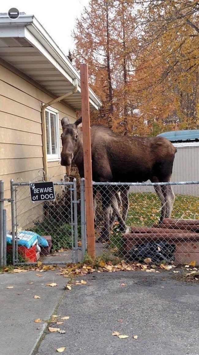 Това се случва, когато решиш да прескочиш ограда, на която има табелка "Пазете се от кучето" ! 7