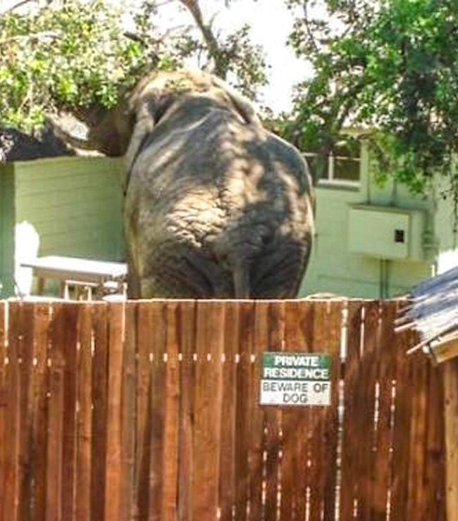 Това се случва, когато решиш да прескочиш ограда, на която има табелка "Пазете се от кучето" ! 2
