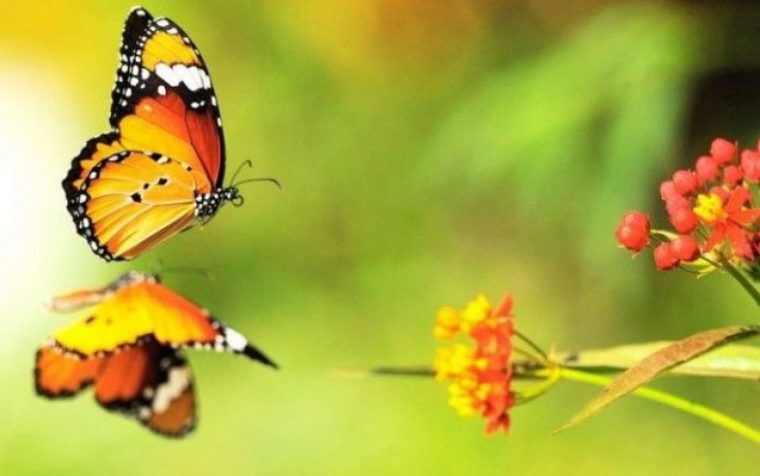 Избери пеперуда от месеца на раждането си и научи повече неща за себе си! 5