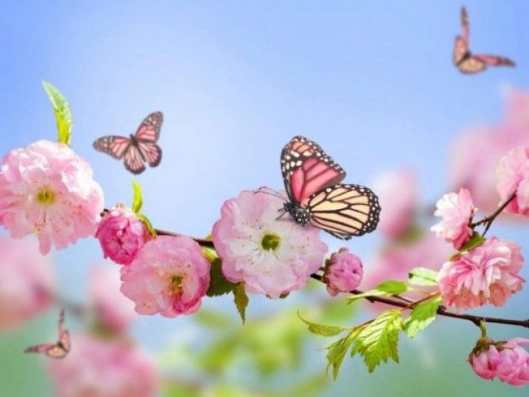 Избери пеперуда от месеца на раждането си и научи повече неща за себе си! 4