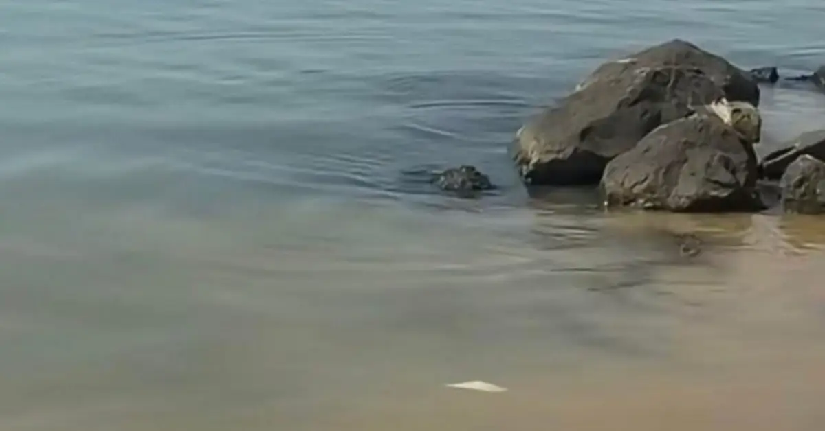 Lupa Големи тъмни камъни в плитка и спокойна вода край пясъчен бряг.