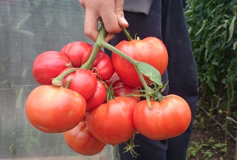 Подхранвам доматите по този начин, а те се плодят чак до октомври 3