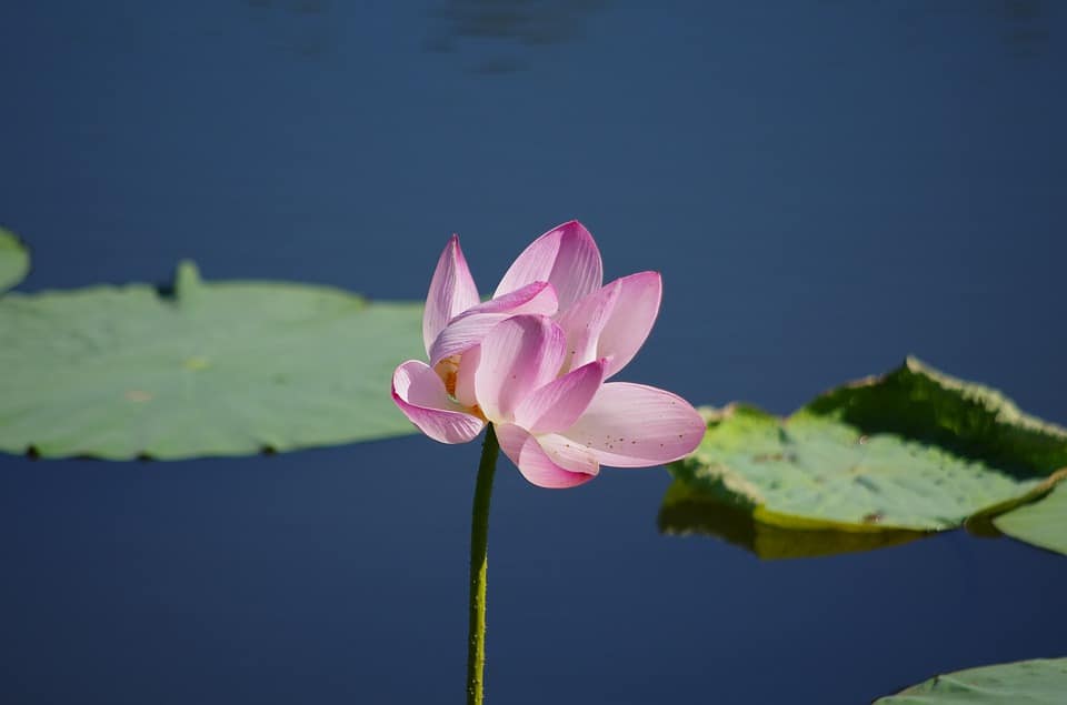 Курсы по lotus
