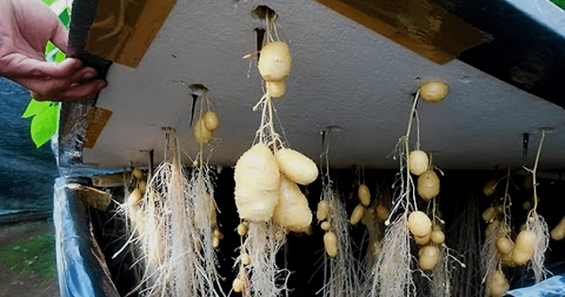 Уникални и интересни факти за картофите, които малцина знаят 3