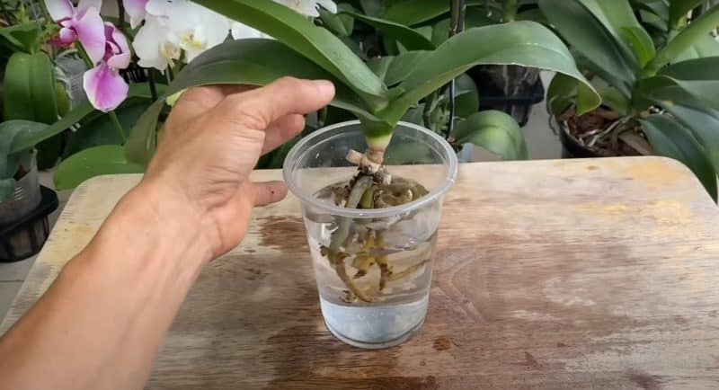 Евтин и хитър начин да спасите орхидея с изгнили корени и листа от жива смърт - ще струва стотинки, а действа бързо: 3