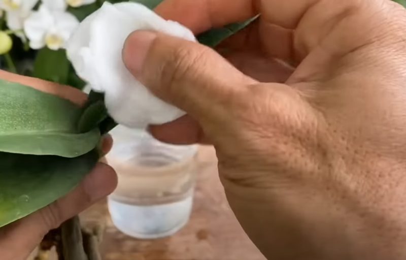 Евтин и хитър начин да спасите орхидея с изгнили корени и листа от жива смърт - ще струва стотинки, а действа бързо: 2