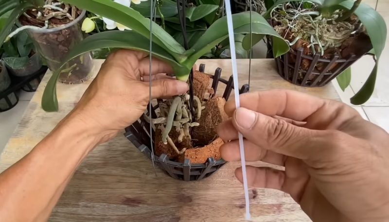 Евтин и хитър начин да спасите орхидея с изгнили корени и листа от жива смърт - ще струва стотинки, а действа бързо: 5