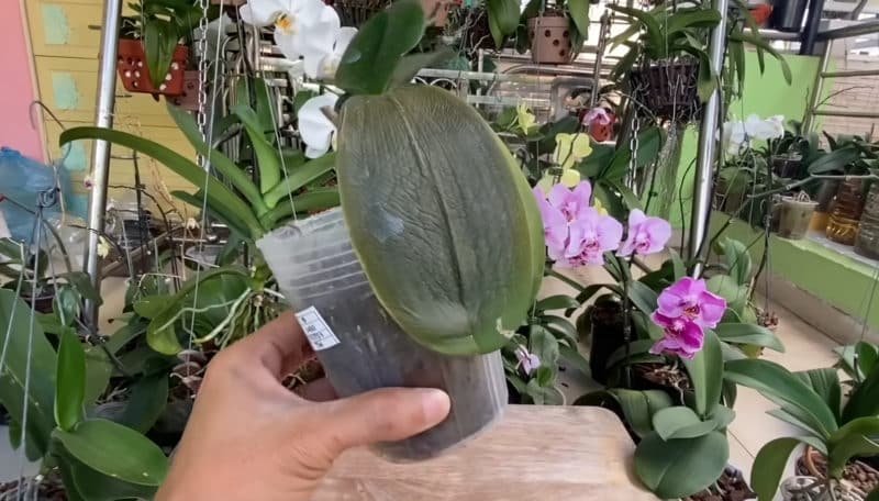 Бял цимент в помощ на орхидеите: лек за стотинки, който ще спаси и най-болното цвете 1