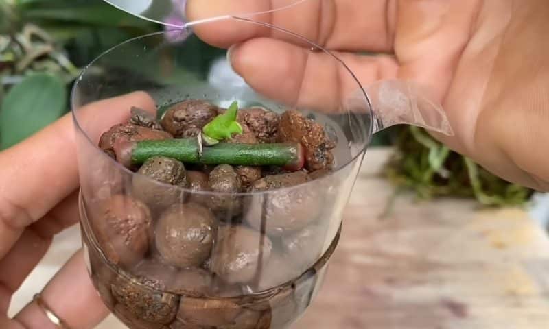 С този метод можете лесно да отгледате много малки орхидеи от един цветонос: 5