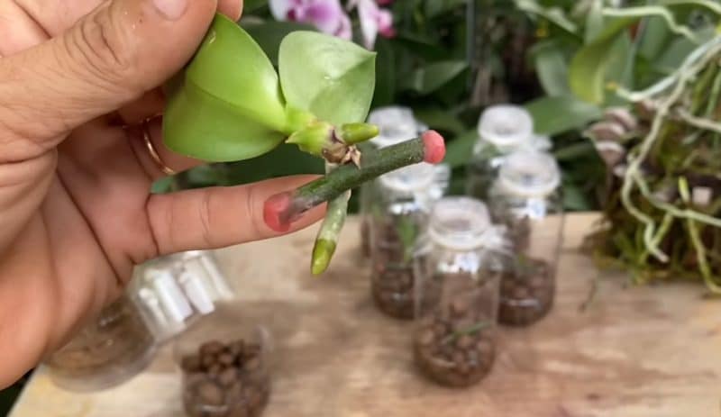 С този метод можете лесно да отгледате много малки орхидеи от един цветонос: 6