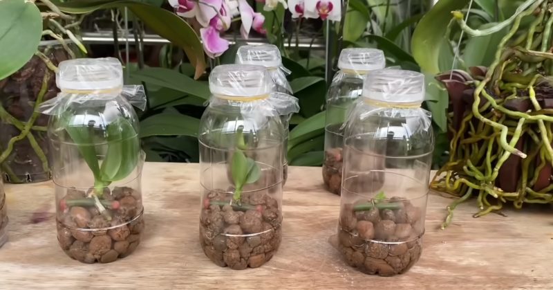 С този метод можете лесно да отгледате много малки орхидеи от един цветонос: 7