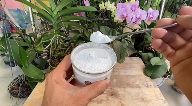 Бял цимент в помощ на орхидеите: лек за стотинки, който ще спаси и най-болното цвете 3