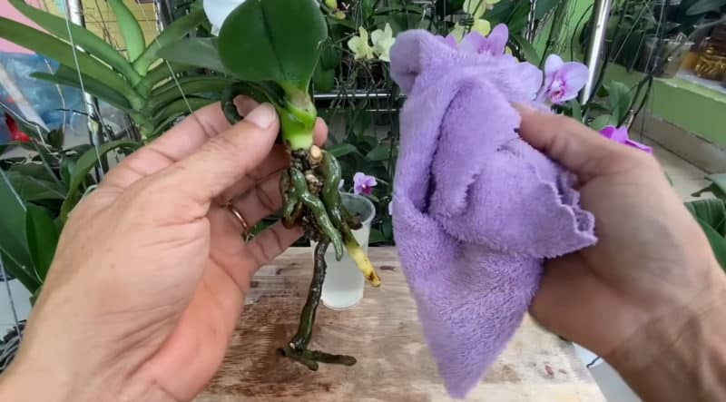 Бял цимент в помощ на орхидеите: лек за стотинки, който ще спаси и най-болното цвете 5