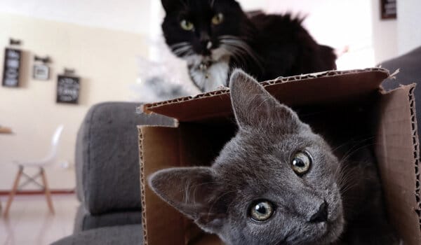 Мистериозната любов на котките към кутиите и квадратите - на какво се дължи? 1
