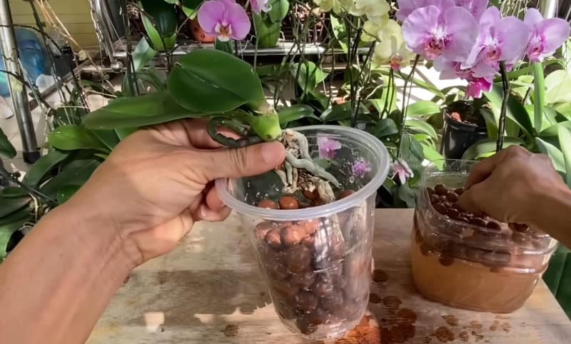 Бял цимент в помощ на орхидеите: лек за стотинки, който ще спаси и най-болното цвете 7