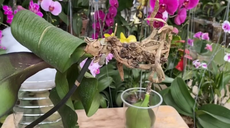 Засадете орхидеята с листата надолу, за да я спасите от сигурна смърт! 1