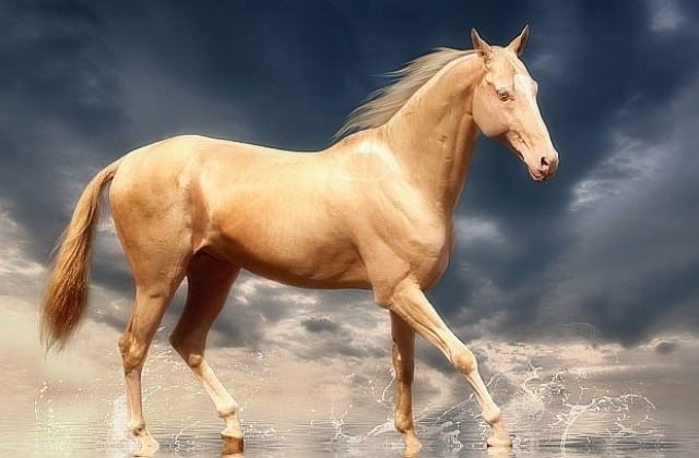 Най-красивият кон в света прилича на изваян от злато. Определено трябва да го видиш! 2