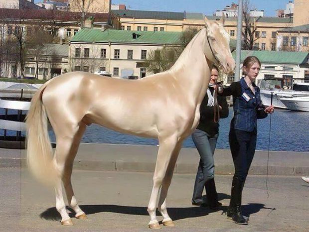 Най-красивият кон в света прилича на изваян от злато. Определено трябва да го видиш! 1