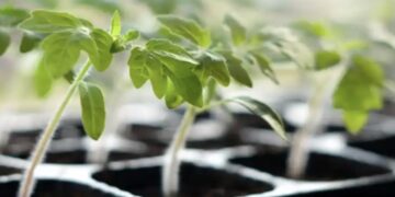 Изчерпателно ръководство за отглеждане на доматен разсад през зимата 2
