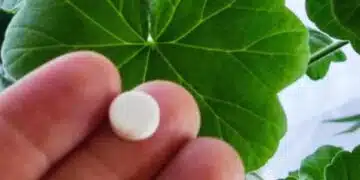 Как да торим мушкатото за да разцъфве обилно 13