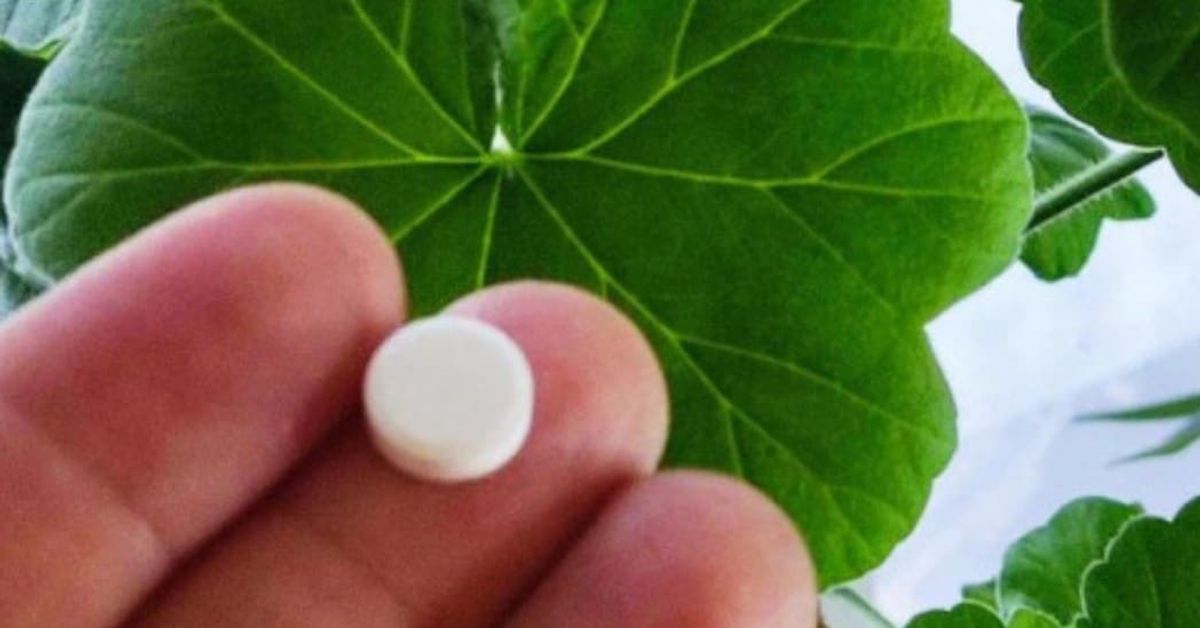 Как да торим мушкатото за да разцъфве обилно Пръсти държат бяло хапче пред зелени листа на растение.