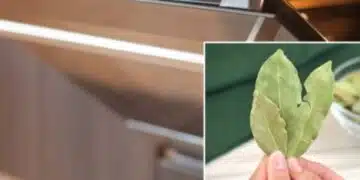 Всяка отговорна домакиня трябва да добавя дафинов лист във фурната! 1