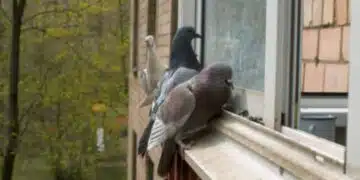 Гълъбът каца с причина на прозореца! Ето и значението, което носи: 2