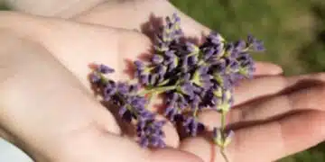 Дар от природата - градинският чай лекува и укрепва организма 1
