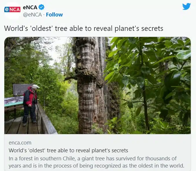 Вижте тайните на най-старото дърво на Земята /ВИДЕО/ 1
