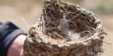 Ето защо никога не трябва да се чупи лястовиче гнездо, запомнете това: 1