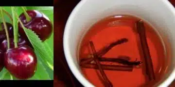 Черешовите клонки – природно средство за прочистване и лечение 1