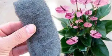 Не я изхвърляйте! Телената гъба е тайното средство за здрави цветя 2