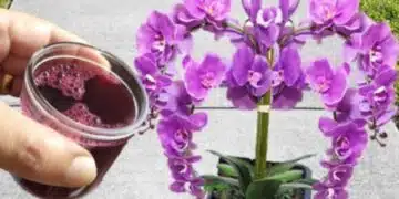 Градинарски трик: как да подхраните растенията без химия 7
