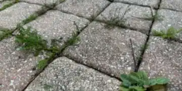 Само едно пръскане и плевелите изчезват! Ето най-силният домашен разтвор срещу всяка тревичка 8