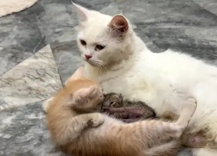 Котето ни Рижко доведе новородено вкъщи и сега то се грижи за него 1