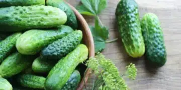 Какво се случва с организма при редовна консумация на краставици 1