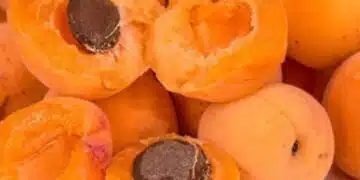 Кайсиевите костилки – малки ядки с голяма сила 1