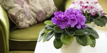 Теменужките са сред любимите ми цветя и ги имам у дома, а наскоро научих, че има много лоши поличби свързани с тях... 4