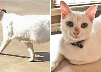 Мъж се погрижи за бездомна улична котка, а в замяна тя сподели с него най-скъпото! 9