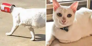 Мъж се погрижи за бездомна улична котка, а в замяна тя сподели с него най-скъпото! 2