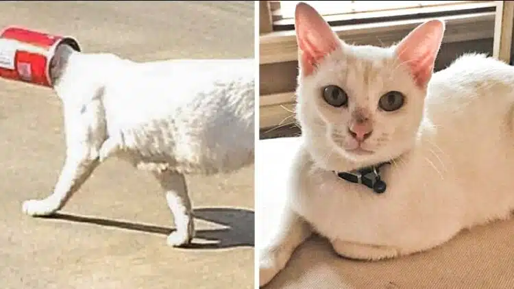 Мъж се погрижи за бездомна улична котка, а в замяна тя сподели с него най-скъпото! 1