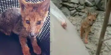 Семейство изпадна в шок, след като научи, че тяхното сладко 3 месечно бебе хъски, всъщност е лисица... 12