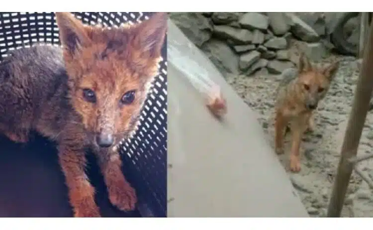 Семейство изпадна в шок, след като научи, че тяхното сладко 3 месечно бебе хъски, всъщност е лисица... 1