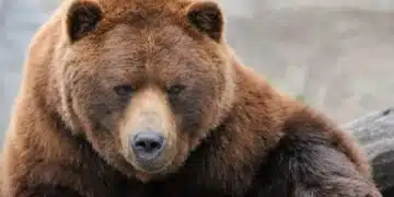 Суматоха и закъснения на полети предизвика мечка, която избяга от клетката си в товарното отделение на самолета! 8