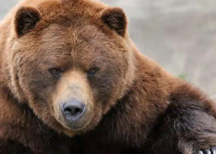 Суматоха и закъснения на полети предизвика мечка, която избяга от клетката си в товарното отделение на самолета! 1 Суматоха и закъснения на полети предизвика мечка, която избяга от клетката си в товарното отделение на самолета! 1