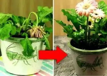 Как да запазим живота на крехкото цвете? Какво е добре да направим, за да има буен растеж? 15